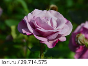 Цветок чайно-гибридной розы Муди Блю (Rosa Moody Blue), Fryer's Roses (Розы Фраера), Великобритания 2008 год. Стоковое фото, фотограф lana1501 / Фотобанк Лори