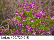 polygala myrtifolia flowers. Стоковое фото, фотограф Яков Филимонов / Фотобанк Лори
