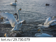 Fighting white whooping swans. Стоковое фото, фотограф Jan Jack Russo Media / Фотобанк Лори