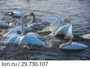 Fighting white whooping swans. Стоковое фото, фотограф Jan Jack Russo Media / Фотобанк Лори