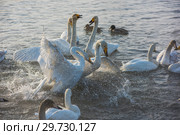 Fighting white whooping swans. Стоковое фото, фотограф Jan Jack Russo Media / Фотобанк Лори