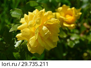 Роза чайно-гибридная Гайс Голд (Harmatch), (лат. Guy's Gold). Harkness, Великобритания 2007. Стоковое фото, фотограф lana1501 / Фотобанк Лори
