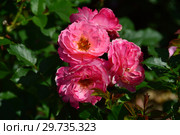 Роза кустарниковая Флёр ан Сэн (Флёрс ан Сэн, Masflesei) (лат. Fleurs en Seine). Petales de rose (D. massad), Франция 2011. Стоковое фото, фотограф lana1501 / Фотобанк Лори