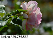 Роза чайно-гибридная Клод Моне (лат. Rosa Claude Monet). Jackson&Perkins США. Delbard, Франция 1992. Стоковое фото, фотограф lana1501 / Фотобанк Лори