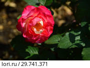 Роза кустарниковая Марсель ан Флёрс (Марсэй ан Флёр), (лат. Marseille en Fleurs). Petales de Roses. Massad, Франция 2009. Стоковое фото, фотограф lana1501 / Фотобанк Лори