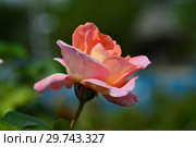 Роза чайно-гибридная (Hybrid Tea) Эль (Meibderos, Элле, Она), (лат. Rosa Elle). Meilland (Мейян), Франция 2000. Стоковое фото, фотограф lana1501 / Фотобанк Лори