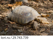 Шпороносная черепаха (Geochelone sulcata) крупным планом. Зоопарк Чианг Мая (2018 год). Стоковое фото, фотограф Виктор Карасев / Фотобанк Лори