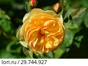 Роза кустарниковая Грэхэм Томас (AUSmas, Грехам Томас), (лат. Rose Graham Thomas). David Austin Roses, Великобритания 1983. Стоковое фото, фотограф lana1501 / Фотобанк Лори