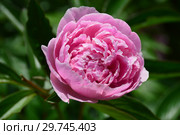 Пион молочноцветковый Пинк Камео (Пинк Камея), (лат. Paeonia lactiflora Pink Cameo) Стоковое фото, фотограф lana1501 / Фотобанк Лори