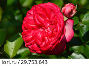 Роза плетистая (Клаймберы) Антик 89 (KORdalen, Antike 89, Antique, Antique ’89), (лат. Rosa Antique 89). W.Kordes Sohne, Германия 1989. Стоковое фото, фотограф lana1501 / Фотобанк Лори