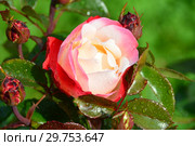 Роза чайно-гибридная Ностальжи (Ностальгия, TANeiglat, La Garconne), (rosa Nostalgie). Rosen Tantau (Розы Тантау), Germany 1995. Стоковое фото, фотограф lana1501 / Фотобанк Лори