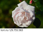 Роза плетистая Нью Доун (Нью Даун, Everblooming Dr. W. Van Fleet, The New Dawn), (лат. New Dawn). Somerset Rose Nursery, США 1930. Стоковое фото, фотограф lana1501 / Фотобанк Лори