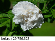Роза морщинистая Сувенир Дэ Филемон Кошэ (Сувенир Де Филемон Коше), (лат. Souvenir de Philemon Cochet). Philemon Cochet, Франция 1901. Стоковое фото, фотограф lana1501 / Фотобанк Лори