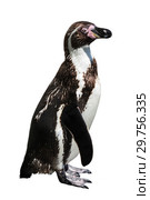 Humboldt penguin on white background isolated. Стоковое фото, фотограф Наталья Волкова / Фотобанк Лори