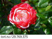 Роза чайно-гибридная (rosa tea hybrid) Ностальжи (Ностальгия, TANeiglat, La Garconne), (Nostalgie). Rosen Tantau (Розы Тантау), Germany 1995. Стоковое фото, фотограф lana1501 / Фотобанк Лори