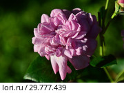 Роза кустарниковая (шраб) Блю Бой (Синий Мальчик, Голубой Мальчик), (лат. Rosa Blue Boy). Interplant, Нидерланды 2000. Стоковое фото, фотограф lana1501 / Фотобанк Лори