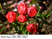 Роза миниатюрная Оранж Морсдаг (Morsdag Oranje, Muttertag Orange, Orange Mothersday, Orange Muttertag), (лат. Rosa Orange Morsdag). Grootendorst, Нидерланды 1956. Стоковое фото, фотограф lana1501 / Фотобанк Лори