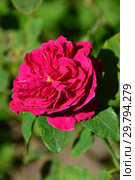 Роза кустарниковая Бенджамин Бриттен (Ausencart), (лат. Benjamin Britten). David Austin Roses, Великобритания 2002. Стоковое фото, фотограф lana1501 / Фотобанк Лори