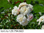 Роза гибридная мускусная Просперити (лат. Rosa Prosperity). Joseph Hardwick Pemberton, Великобритания 1919. Стоковое фото, фотограф lana1501 / Фотобанк Лори