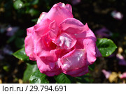 Роза чайно-гибридная Кипсейк, Эсмеральда (KORmalda, Rose Esmeralda), (лат. Rosa Keepsake, Esmeralda). W. Kordes & Sons, Германия 1981. Стоковое фото, фотограф lana1501 / Фотобанк Лори