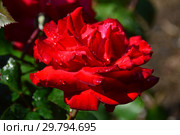 Роза чайно-гибридная Гранд Аморе (Гранде Аморе, KORcoluma, My Valentine, Walter Sisulu), (лат. Grande Amore). W.Kordes Sohne, Германия 2004. Стоковое фото, фотограф lana1501 / Фотобанк Лори