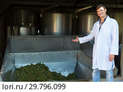 Male winemaker near grapes destemmer in winery. Стоковое фото, фотограф Яков Филимонов / Фотобанк Лори