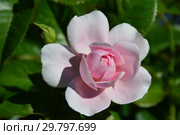 Роза флорибунда Наташа Ричардсон (Harpacte), (лат. Rosa Natasha Richardson). Harkness Roses (розы Харкнесса), Великобритания 2011. Стоковое фото, фотограф lana1501 / Фотобанк Лори
