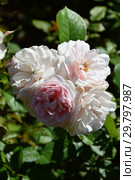 Роза флорибунда Наташа Ричардсон (Harpacte), (лат. Rosa Natasha Richardson). Harkness Roses (розы Харкнесса), Britain 2011. Стоковое фото, фотограф lana1501 / Фотобанк Лори