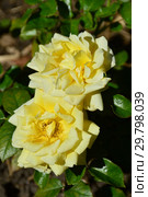 Роза чайно-гибридная Гайс Голд (Harmatch), (лат. Guy's Gold). Harkness, Великобритания 2007. Стоковое фото, фотограф lana1501 / Фотобанк Лори