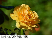 Роза флорибунда Амбер Куин (Амбер Квин, Янтарная королева) (лат. Amber Queen). Harkness Roses (розы Харкнесса), Britain 1983. Стоковое фото, фотограф lana1501 / Фотобанк Лори