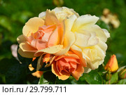 Роза флорибунда Хансештадт Росток (Хансэштадт Росток, RT 04-603, Mythique, Tan04603, Quuen Bee), (лат. Hansestadt Rostock). Hans Jürgen Evers. Tantau, Германия 2010. Стоковое фото, фотограф lana1501 / Фотобанк Лори