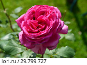 Роза чайно-гибридная Дуфтрауш (Дуфтраш, TANschaubud, Old Fragrance, Senteur Royale, Duftrausch 86, Olde Fragrance), (лат. Rosa Duftrausch). Rosen Tantau, Германия 1986. Стоковое фото, фотограф lana1501 / Фотобанк Лори