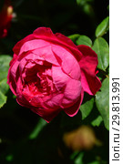 Роза кустарниковая Бенджамин Бриттен (Ausencart), (лат. Benjamin Britten). David Austin Roses, Великобритания 2002. Стоковое фото, фотограф lana1501 / Фотобанк Лори