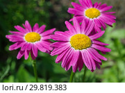 Пиретрум розовый, или Персидская ромашка (лат. Pyrethrum roseum) в саду крупным планом. Стоковое фото, фотограф Елена Коромыслова / Фотобанк Лори