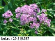 Василистник водосборолистный (лат. Thalictrum aquilegifolium) цветет в саду. Стоковое фото, фотограф Елена Коромыслова / Фотобанк Лори