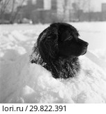 Собака породы Ньюфаундленд в снегу. Стоковое фото, фотограф Борис Кавашкин / Фотобанк Лори