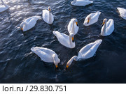 Beautiful white whooping swans. Стоковое фото, фотограф Jan Jack Russo Media / Фотобанк Лори