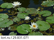 Многолетнее водное растение Кувшинка белая (лат. Nymphaea alba) Стоковое фото, фотограф lana1501 / Фотобанк Лори