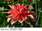 Георгина декоративная Вавилон Флейм (лат. Dahlia Babylon Flamed) Стоковое фото, фотограф lana1501 / Фотобанк Лори