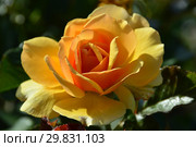 Роза флорибунда Амбер Куин (Амбер Квин, Янтарная королева) (лат. Amber Queen). Harkness Roses, Britain 1983. Стоковое фото, фотограф lana1501 / Фотобанк Лори
