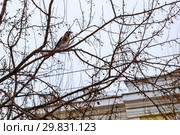 Thrush in the winter city. Стоковое фото, фотограф Евгений Харитонов / Фотобанк Лори