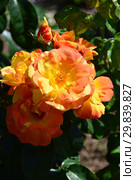 Роза флорибунда Тинэйшес (Тинейшэс, Fidji, MACblackpo) (лат. Rosa Tenacious). McGredy, Новая Зеландия, 2002. Стоковое фото, фотограф lana1501 / Фотобанк Лори