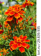 Бархатцы отклоненные "Аспен красный" (лат. Tagetes patula) в саду. Стоковое фото, фотограф Елена Коромыслова / Фотобанк Лори
