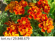 Бархатцы отклоненные (лат. Tagetes patula) цветут в саду. Стоковое фото, фотограф Елена Коромыслова / Фотобанк Лори