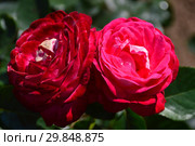 Роза чайно-гибридная Мадам Леон Кюни (Мадам Леон Куни), (лат. Rosa Madame Leon Cuny, Mme. Leon Cuny). Jean-Marie Gaujard, Франция 1955. Стоковое фото, фотограф lana1501 / Фотобанк Лори