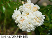 Роза гибридная мускусная (Hybrid Musk) Просперити (лат. Prosperity). Joseph Hardwick Pemberton, Великобритания 1919. Стоковое фото, фотограф lana1501 / Фотобанк Лори
