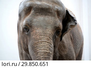 Портрет цейлонского слона (Elephas maximus maximus Linnaeus) на светлом фоне. Стоковое фото, фотограф Ирина Борсученко / Фотобанк Лори