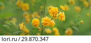 Japanese rose - Kerria japonica. Стоковое фото, фотограф Игорь Струков / Фотобанк Лори