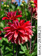 Георгин декоративный Вавилон Флейм (лат. Dahlia Babylon Flamed) Стоковое фото, фотограф lana1501 / Фотобанк Лори