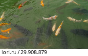 Koi fish and silver carp in pond eating. Стоковое видео, видеограф Игорь Жоров / Фотобанк Лори
